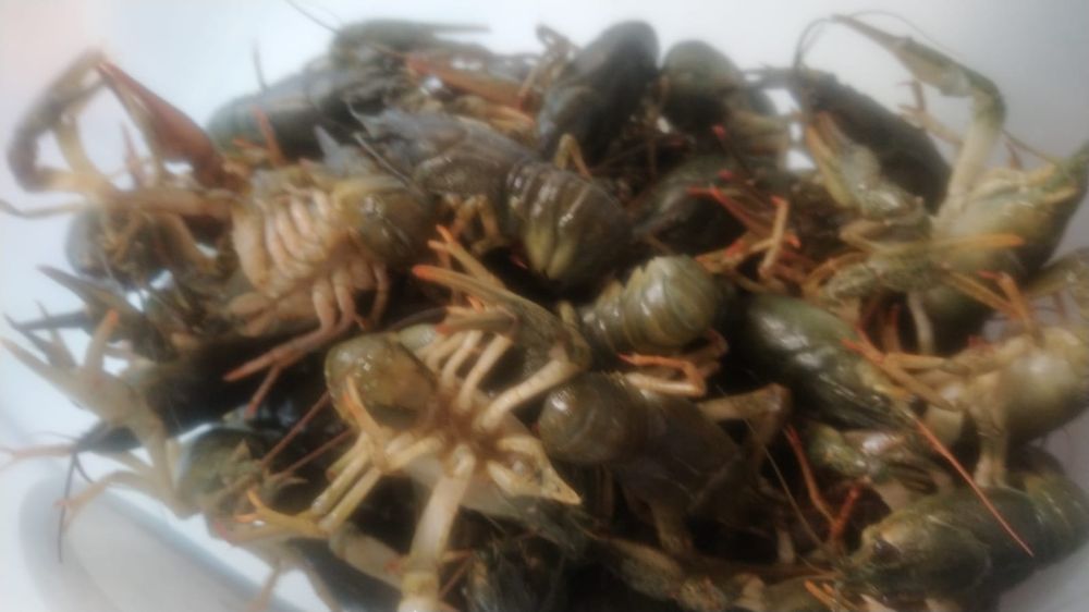 Живі раки всіх розмірів