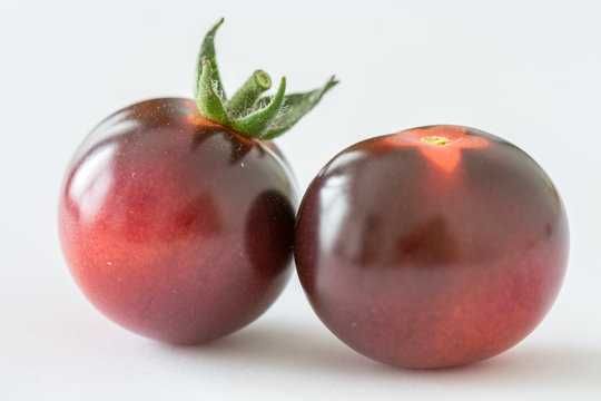 20 Sementes Tomate Osu Blue Variedade Rara