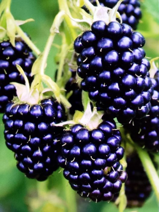 Ожина кущ безколючковий