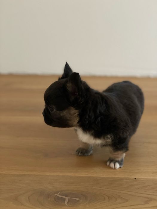 Французький бульдог флаффі