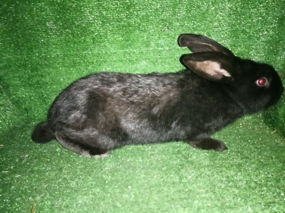 Sprzedam króliki srokacze.