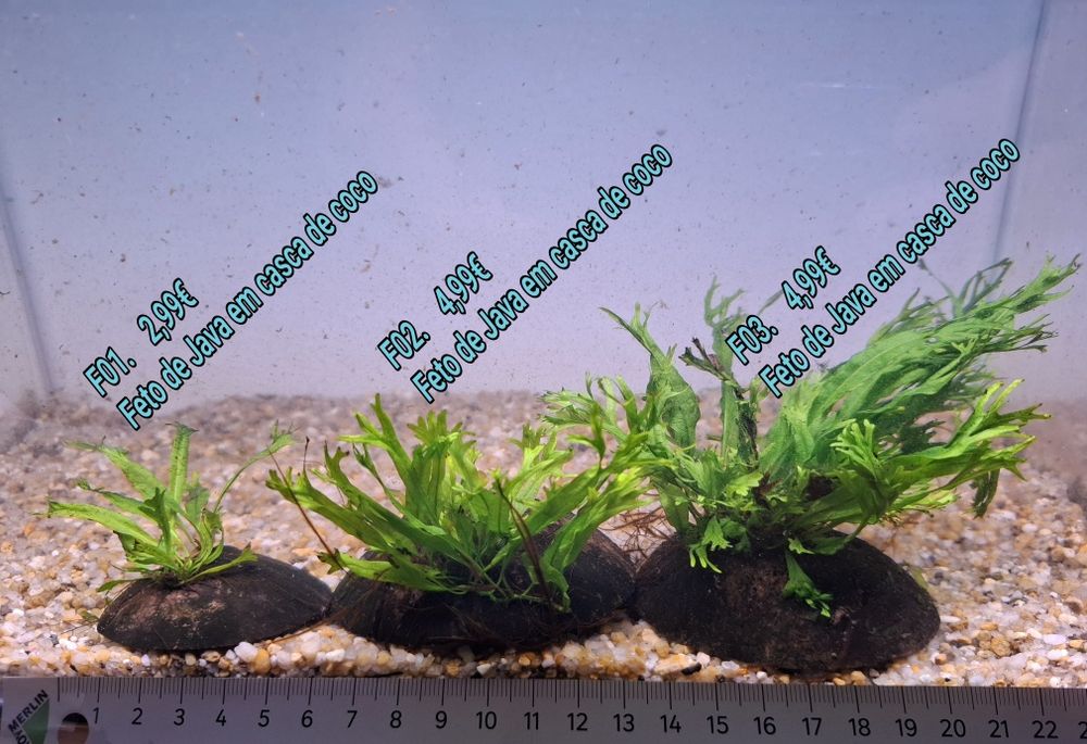 Feto de java em casca de coco (Aquário Plantas)