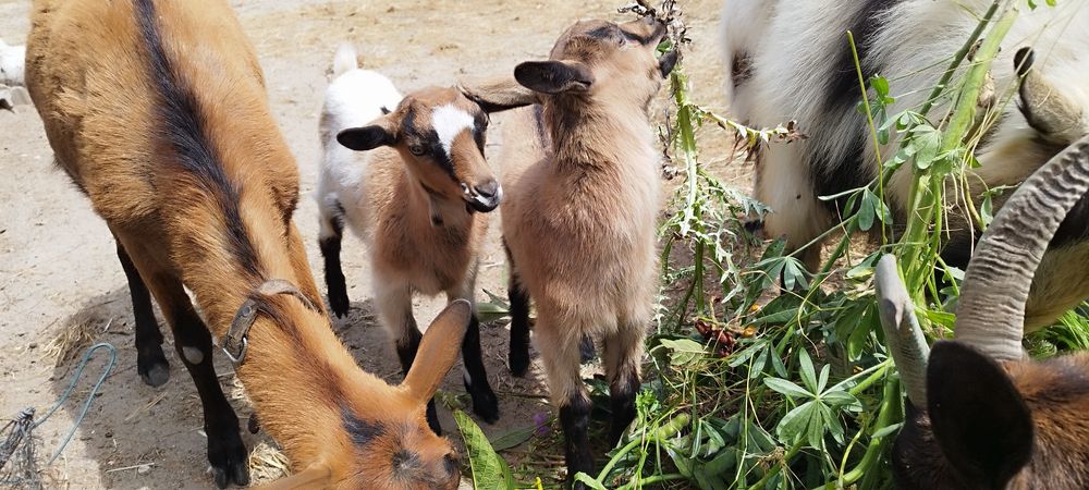 Cabrito e cabritas disponíveis