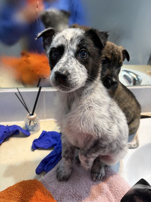 Cachorros para adoção responsavel