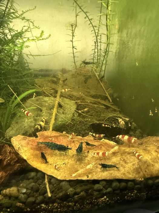 camarões caridinas e neocaridinas