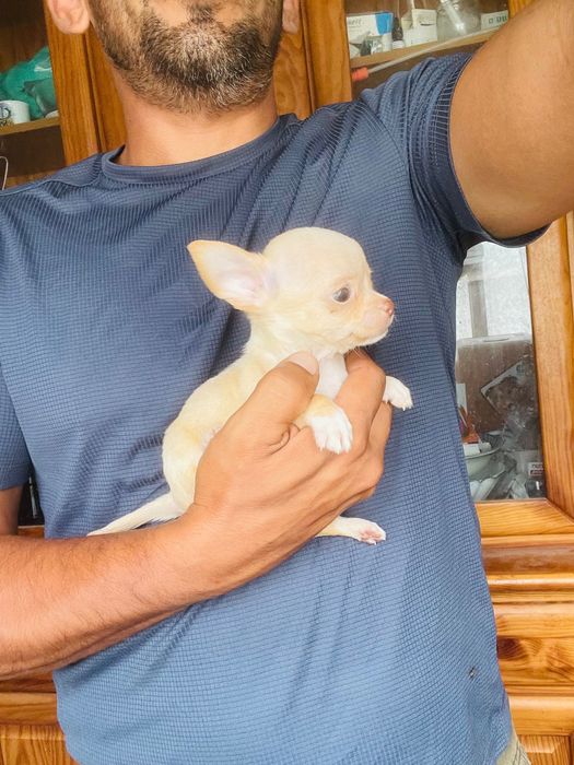 chihuahua macho