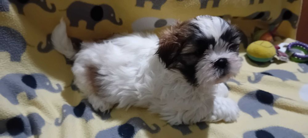 Piękny piesek Shih-tzu
