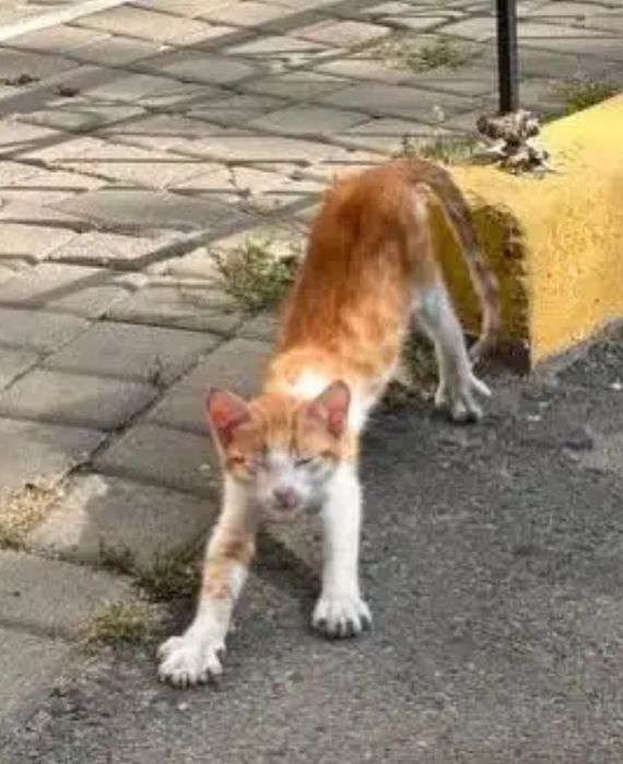 Отдам даром в добрые руки рыже-белого котика