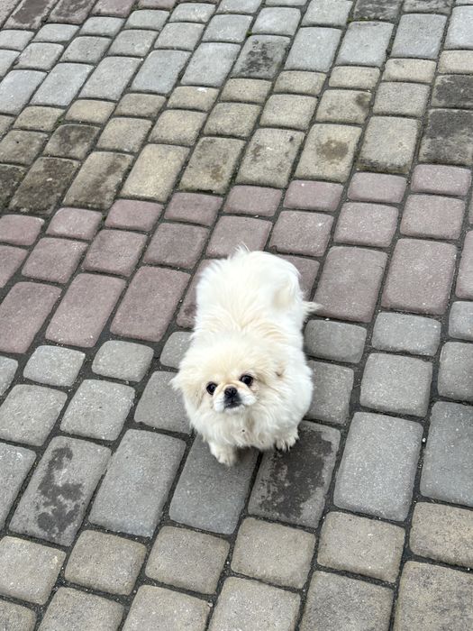 Пекінесик хлопчик 3,5 місяці зчеплений паспорт є