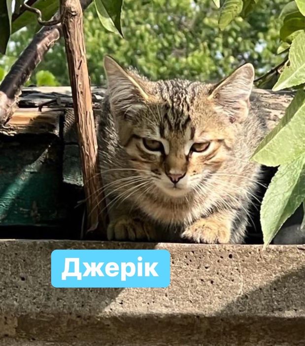 Киця і три малюка шукають дім