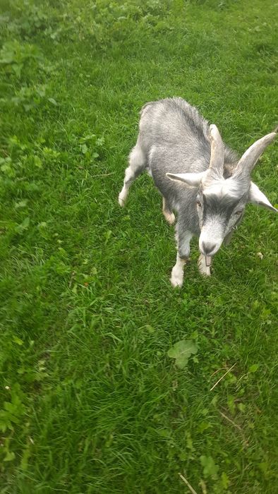 Продам, козлика хорошої породи