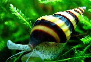 Caracol Anentome Helena