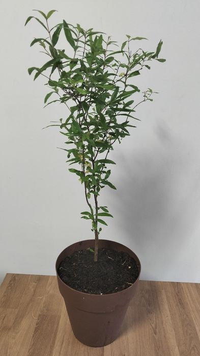Romãzeira c/ 6 anos em vaso