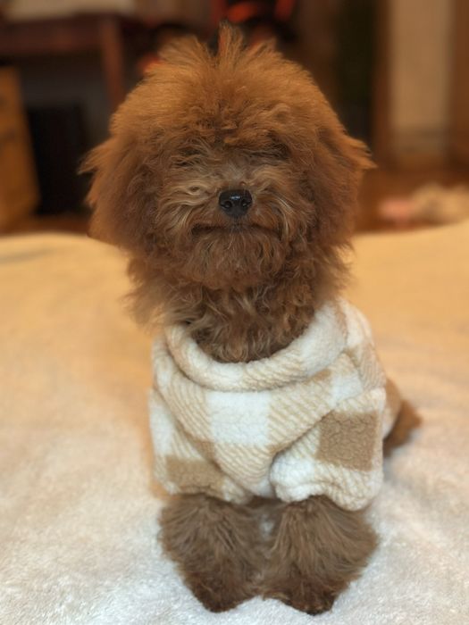 Щенки той пкдель red brawn! toy poodle teucap