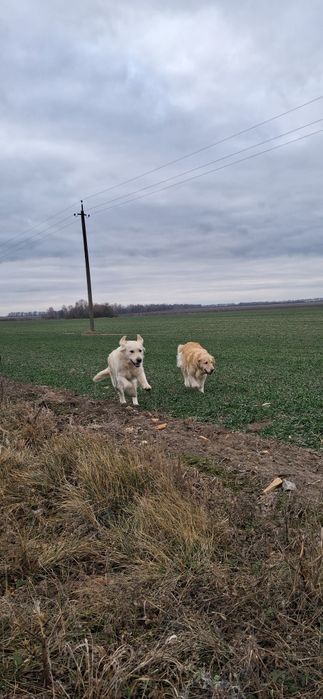Цуценята золотистий ретрівер