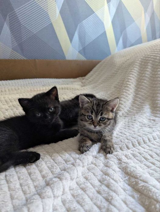 Котята приучені до туалету