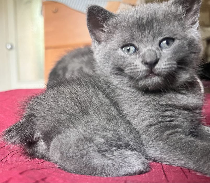 Кошеня британськоі кицьки