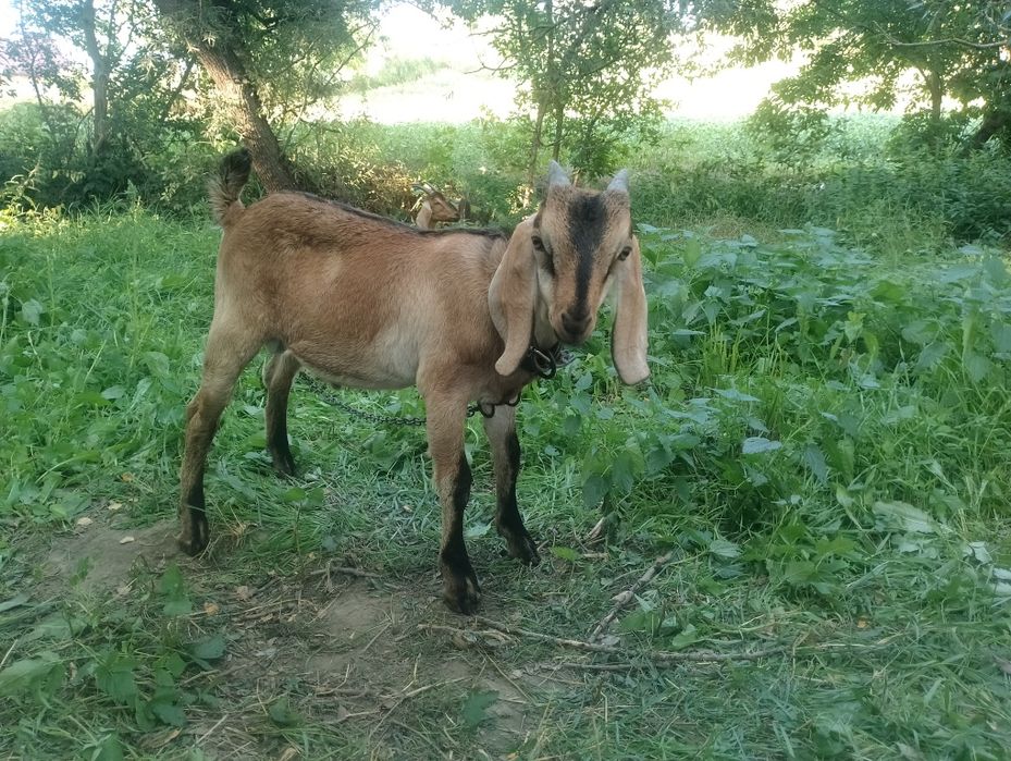 Продам англо - нубійських козликів