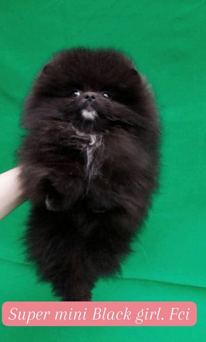 Крошка на ладошку  МИНИ помераночка 5 мес