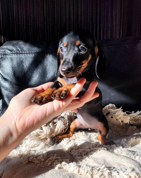 Jamnik króliczy krótkowłosy / gładkowłosy (nie miniaturowy)