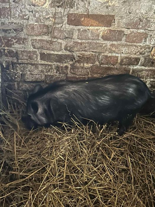 Продам кнура в'єтнамської породи. Хряк,готовий до спарювання..