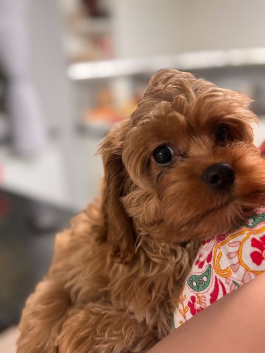 Cavapoo piesek po wszystkich szczepieniach