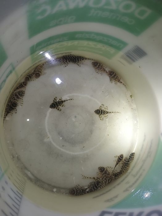 ZBROJNIK Hypancistrus sp. (L236) premium