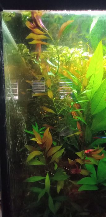 Ludwigia repens red