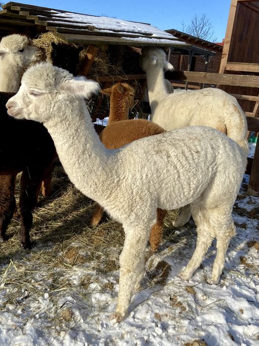 Alpaka, alpaki młody samiec sprzedam