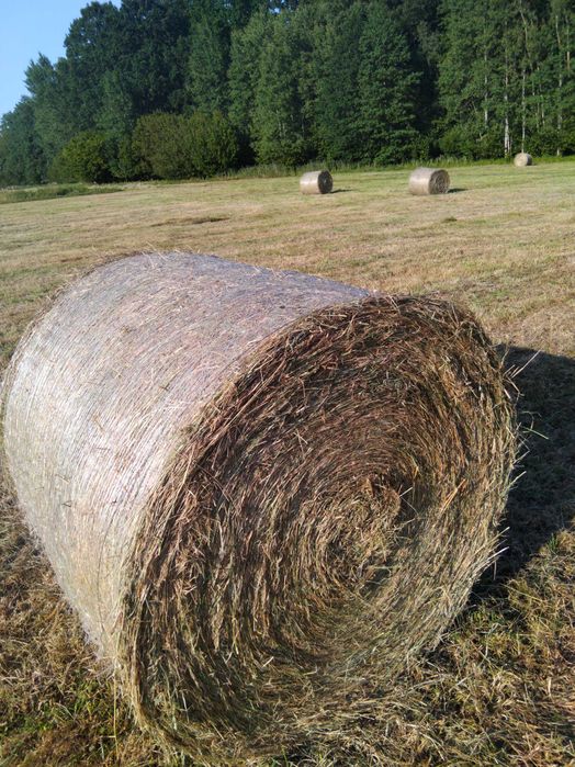 Siano dla bydła koni 2025
