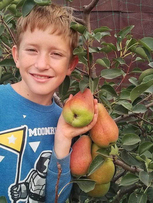 Пастила фруктово-ягідна без цукру, власного виробництва.