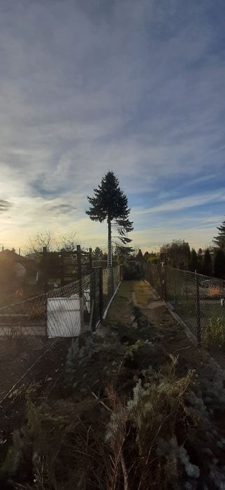 Wycinka drzew,Usuwanie wiatrołomów,Mielenie gałęzi, wycinka tui