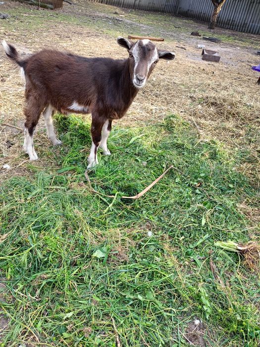 Продам молодого козлика