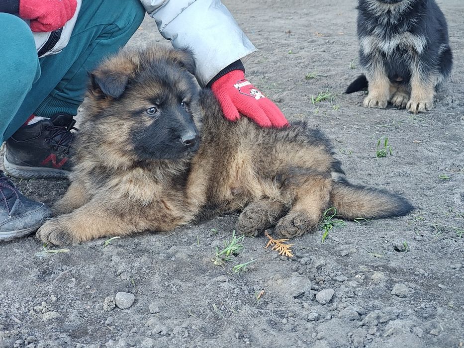 Piesek owczarek niemiecki przesliczny