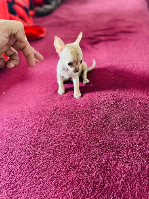 Chihuahua macho miniatura