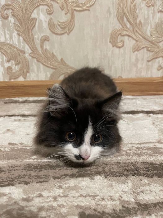 Маленька дівчинка шукає родину