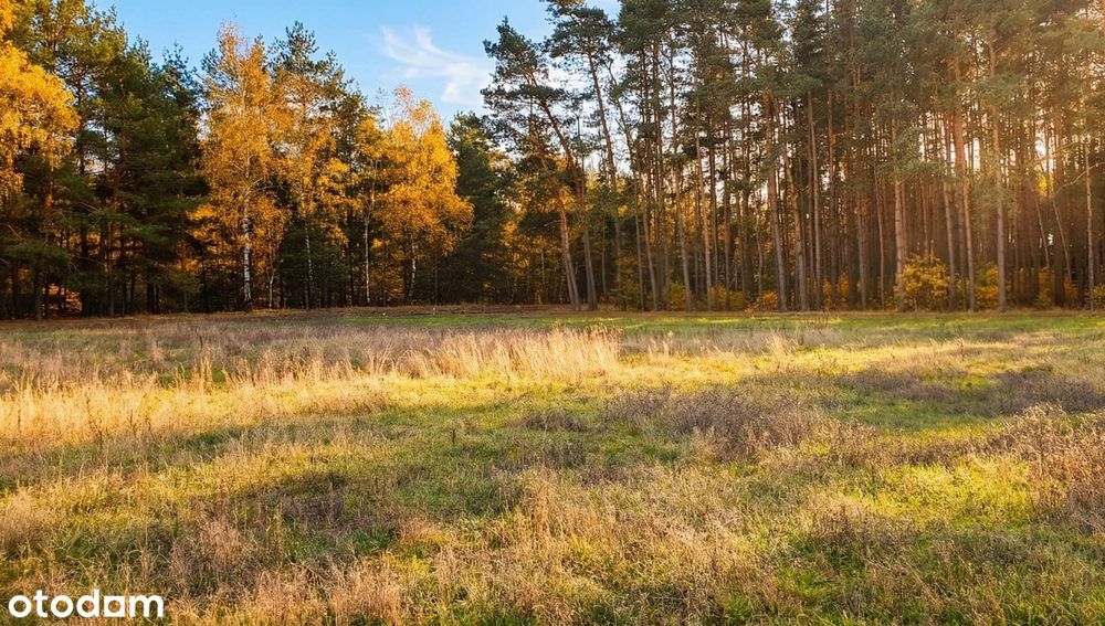 Nowa cena! Działka pod budowę domu 802m² przy lesie | MPZP | Murzynowo