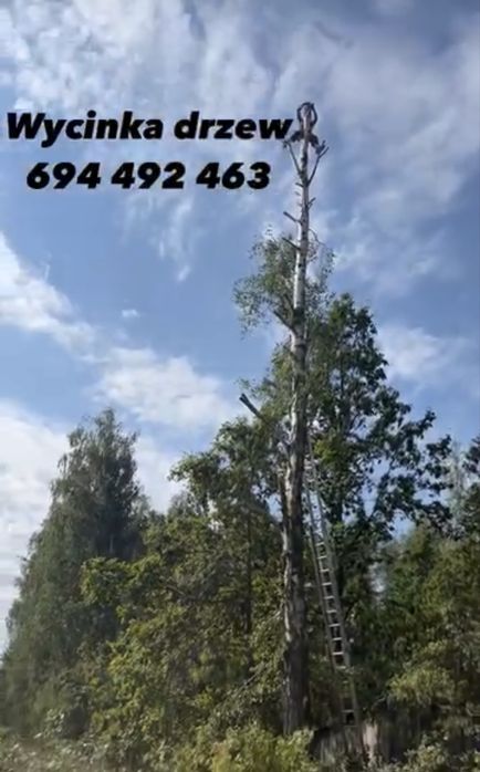 Wycinka drzew rebak łuparka frezarka