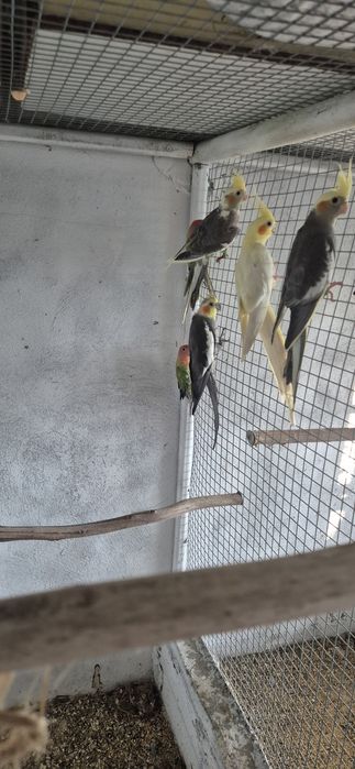 Caturras e agapornis
