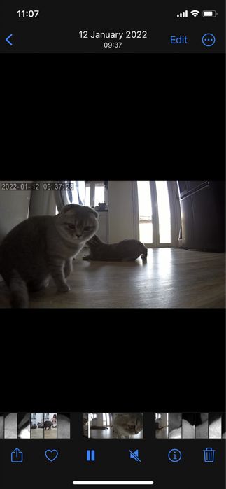 Automatic feeder with camera64552637607937122