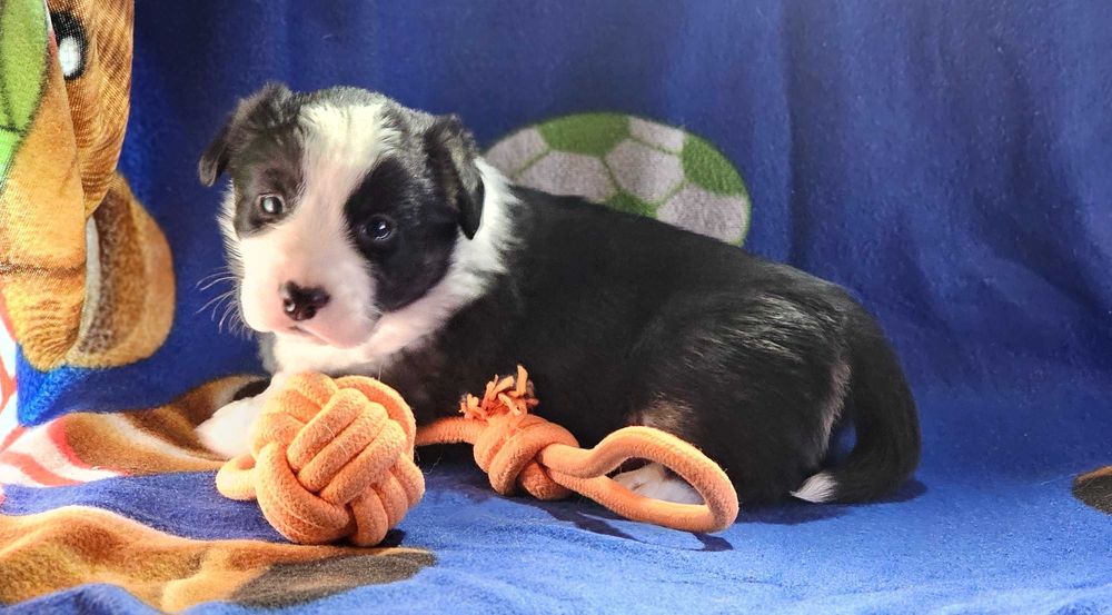 Chłopczyk welsh corgi cardigan