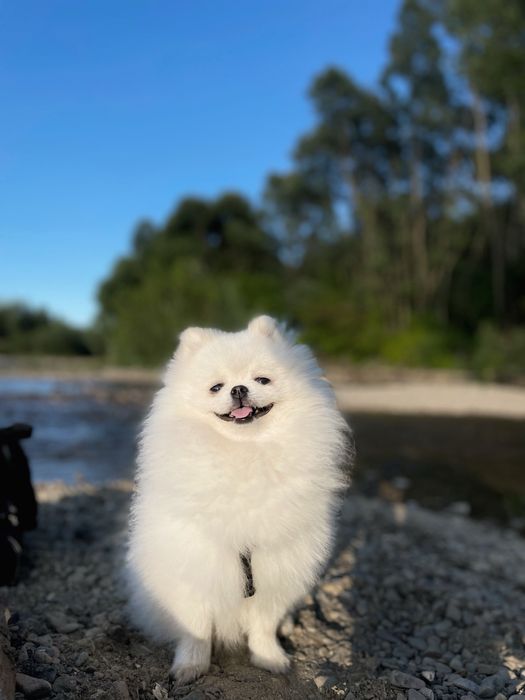 Вʼязка шпіц міні