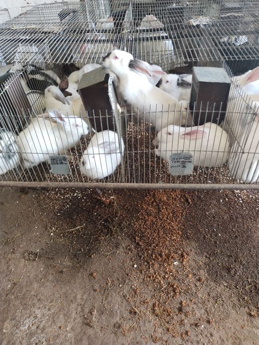 Продаю кролі на м'ясо