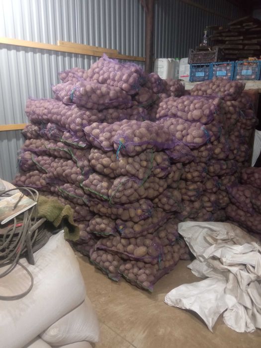Продам домашню картоплю