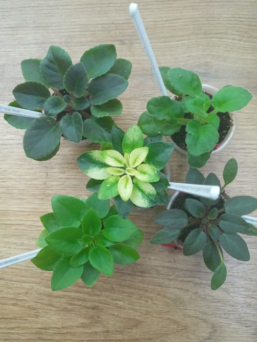 Фіалки сортові, набори