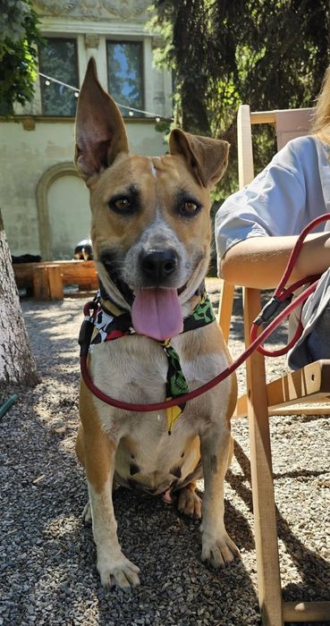 Собачка в добрі ручки!