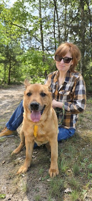 Super pies Spejson czeka w schronisku na domek