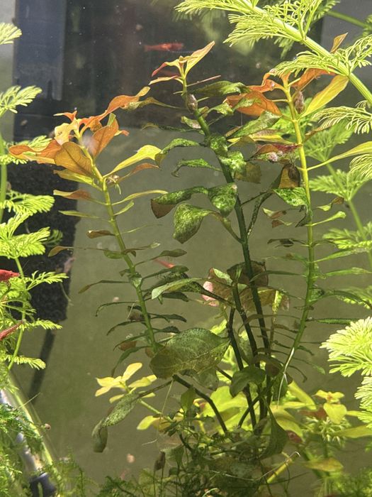 Vendo plantas de aquario, musgo hava e camaroes