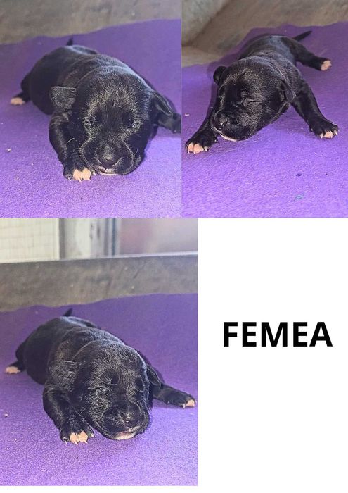 Procurao nova familia