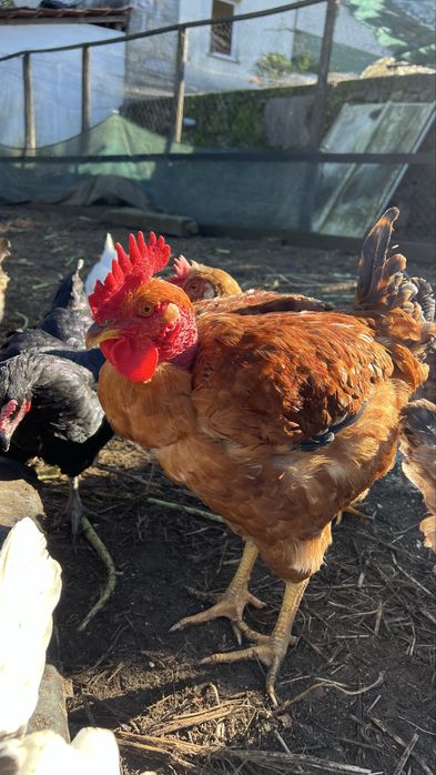 Galo Pescoço Pelado